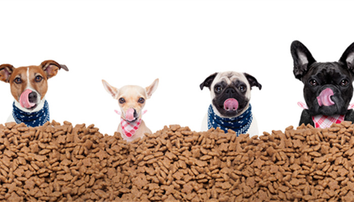 受反疫苗因素影响 英国宠物疫苗接种率下降